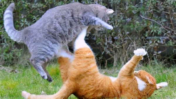 关于“猫咪发情期”的这些事，你需要知道 