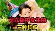 可以保护女生的三种狗狗