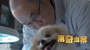 独居女人惨死家里,无人问津,怎料养的小狗成破案关键!悬疑片