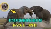 11_大象发情后千万别靠近!老年公象宁死不屈,色字头上一把刀!