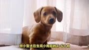 小型犬发情周期4-6个月,大型犬8-12个月!