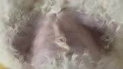 女生拍照费神,铲屎官窥探狗狗拆快递趣事