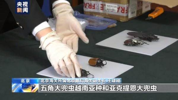 警告！这些都是你不该触碰的“另类宠物”