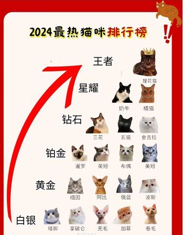 这届年轻人选择“穷养自己，富养宠物” 
