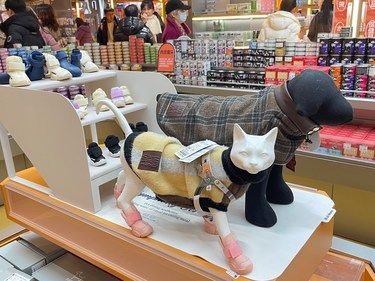 带着宠物逛超市
