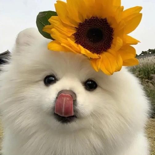可爱狗狗头像