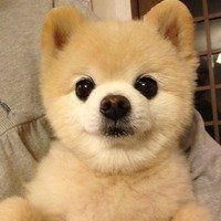 可爱狗狗头像