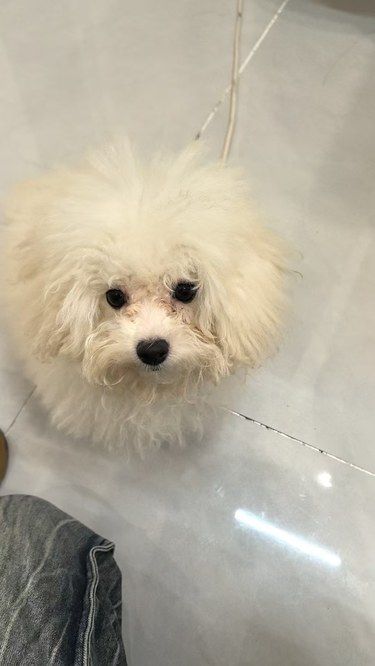 梅超风秒变小龙女[狗头]宠物美容师的成就感！！！