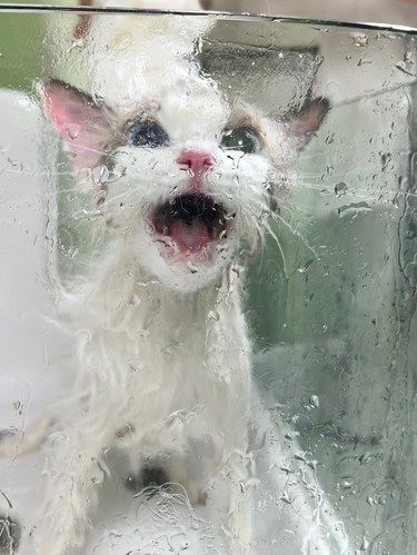 谁来救我猫命