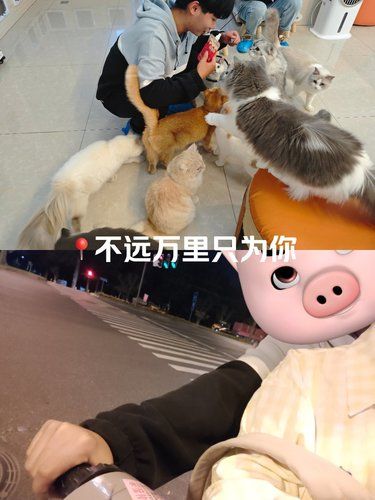 郫都区最值得去的猫咖