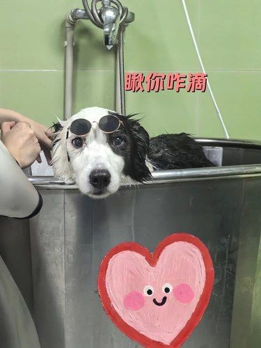 终于找到这家让狗子开心洗澡的宠物店了！
