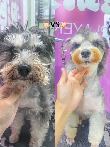 这家宠物店会小狗变身术这事已经传开啦[惊叹]
