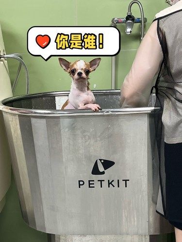 吉娃娃小迷糊