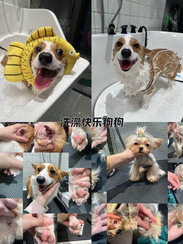 洗澡不求人~狗狗篇
