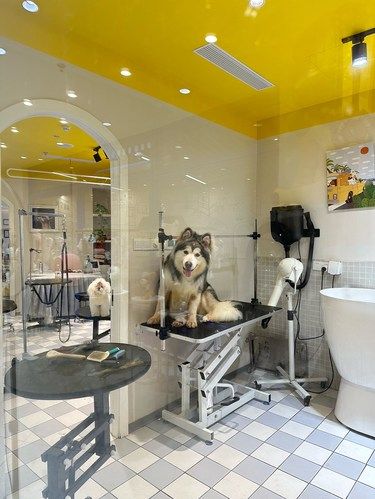 魔都又被我挖到一家颜值洗宠店……