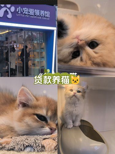 贷款养猫