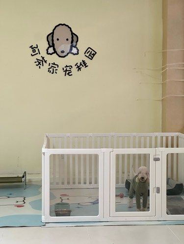铲屎官终于可以放心去旅游了！宠物幼稚园！