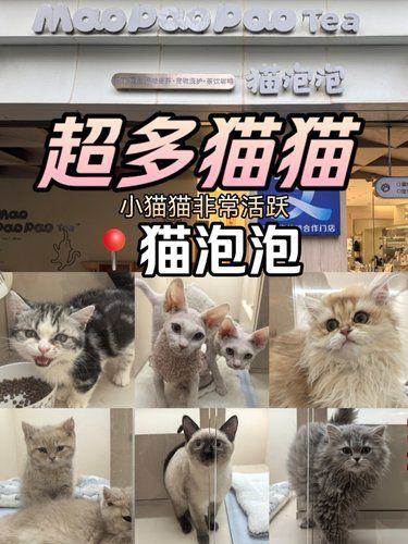 猫泡泡—超多小猫猫