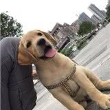 拉布拉多犬饲养经验分享