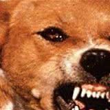 被狗咬一定会得狂犬病吗？别吓自己了！想得狂犬需要满足五个条件
