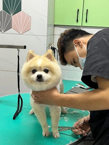 也要记得给狗狗定时体检呦……