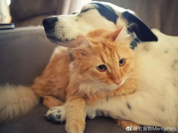 此图片来源于网络