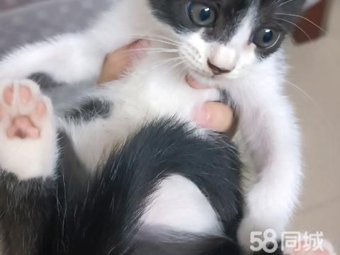 阳江宠物赠送/领养·可爱小猫在线找领养