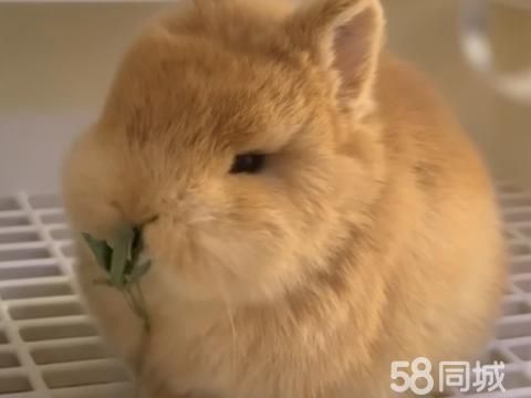 阳江宠物赠送/领养·侏儒兔宝宝2个月成年2斤 