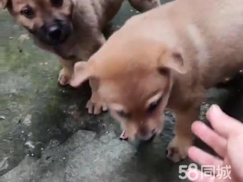 阳江宠物赠送/领养·中华田园犬子二只(公)有兴趣致电！