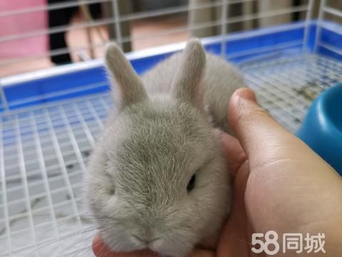 阳江宠物赠送/领养·双血侏儒兔找人领养免费