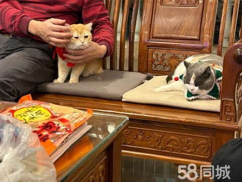 阳江宠物赠送/领养·猫咪送养