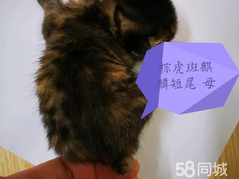 阳江宠物赠送/领养·三只麒麟猫等人领养