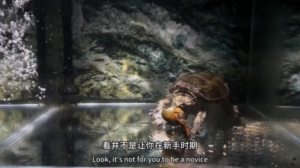 玩佛鳄龟到底是品相重要还是纯杂重要?