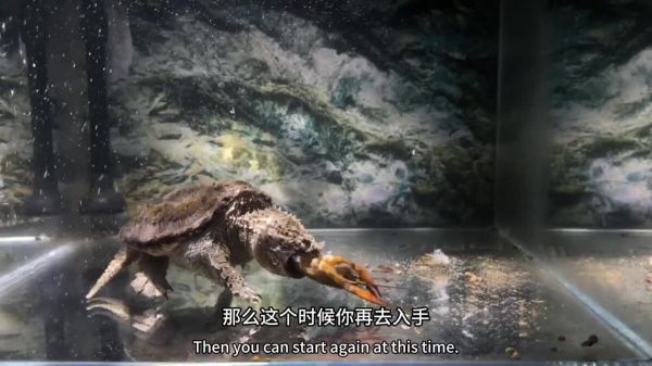 玩佛鳄龟到底是品相重要还是纯杂重要?