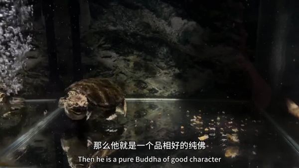 玩佛鳄龟到底是品相重要还是纯杂重要?