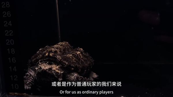 玩佛鳄龟到底是品相重要还是纯杂重要?