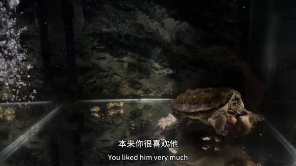 玩佛鳄龟到底是品相重要还是纯杂重要?