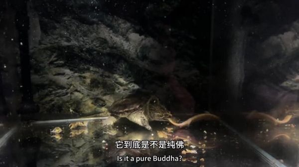 玩佛鳄龟到底是品相重要还是纯杂重要?