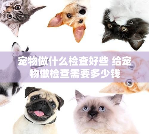 宠物做什么检查好些 给宠物做检查需要多少钱