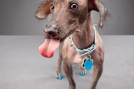 三色柯基犬标准图(柯基哪个颜色最贵)