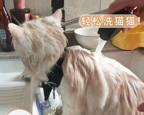 小猫为什么总想挠我（探究宠物挠人的原因和解决方法）