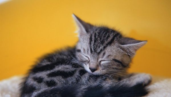 小猫为什么总想挠我（探究宠物挠人的原因和解决方法）