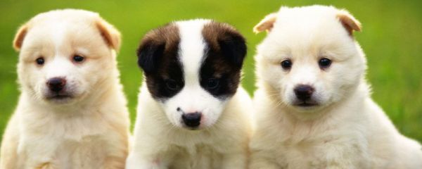 狗狗打完疫苗多久可以驱虫