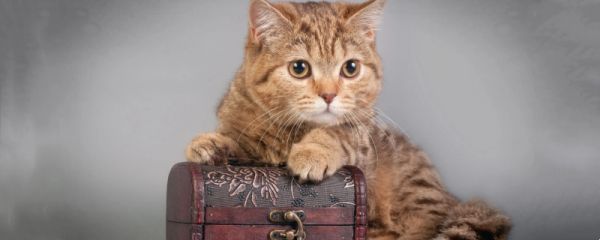 怎么判断猫驱虫是否干净