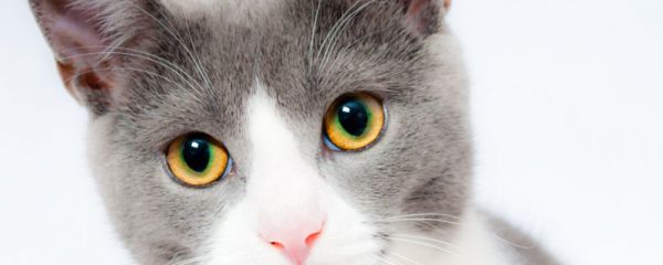 猫咪驱虫之后为什么老是挠