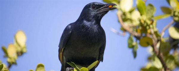 怎么教八哥说话最快 教八哥学说话的方法