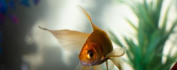 鱼缸里为什么要种水草 鱼缸水草的作用