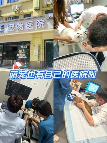 你身边的宠物医院，宠物健康的守护神。
