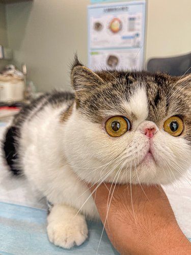 猫咪体验咯✔一切正常，okok