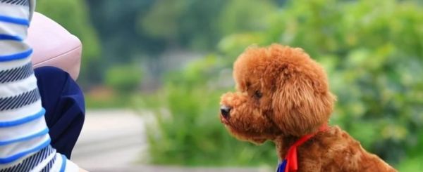 宠物为何会以丝毛梗屁股蹭地？（揭秘宠物蹭屁股的真正原因）